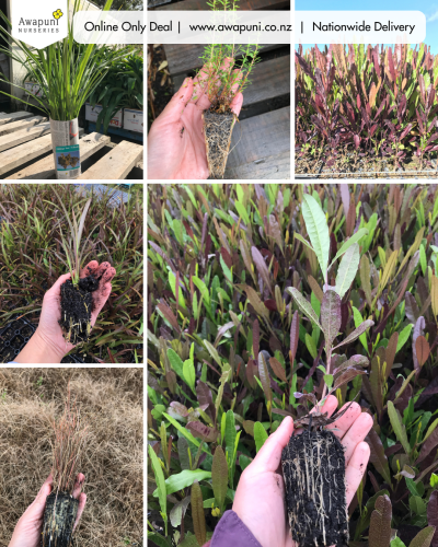 Mixed Natives 50 Seedlings